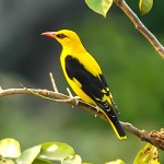 黄鹂-缩略图-13