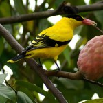 黄鹂-缩略图-15
