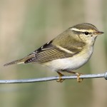 黄眉柳莺-缩略图-1