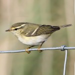 黄眉柳莺-缩略图-2