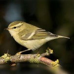 黄眉柳莺-缩略图-4