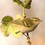 黄眉柳莺-缩略图-5