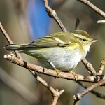 黄眉柳莺-缩略图-6