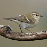 黄眉柳莺-缩略图-7