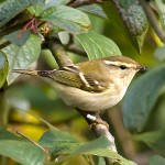 黄眉柳莺-缩略图-9