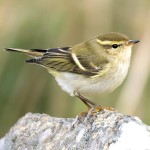 黄眉柳莺-缩略图-11