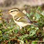 黄眉柳莺-缩略图-10