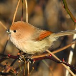 棕头鸦雀-缩略图-1