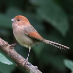 棕头鸦雀-缩略图-3