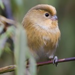 棕头鸦雀-缩略图-4