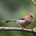 棕头鸦雀-缩略图-6