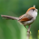 棕头鸦雀-缩略图-7