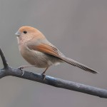 棕头鸦雀-缩略图-8