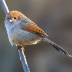 棕头鸦雀-缩略图-9