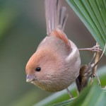 棕头鸦雀-缩略图-11