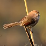 棕头鸦雀-缩略图-12