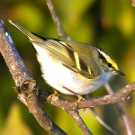 黄腰柳莺-缩略图-1