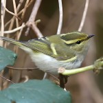 黄腰柳莺-缩略图-2