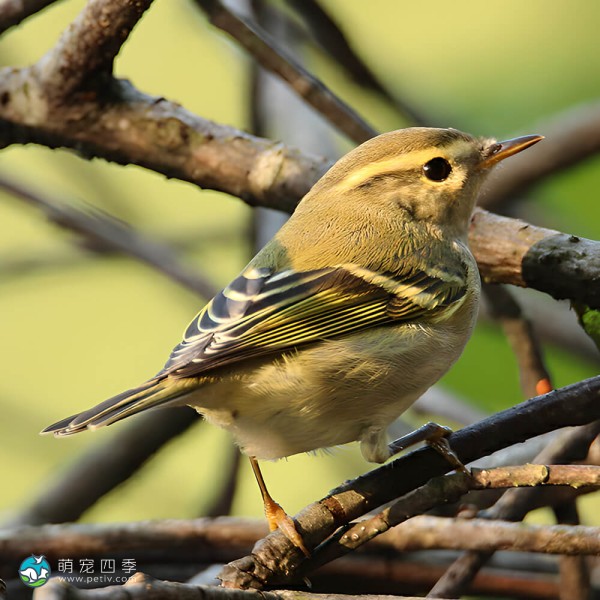 黄腰柳莺-3