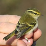 黄腰柳莺-缩略图-4