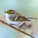 黄腰柳莺-缩略图-5