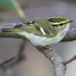 黄腰柳莺-缩略图-6