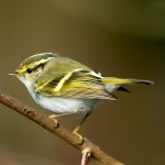 黄腰柳莺-缩略图-8