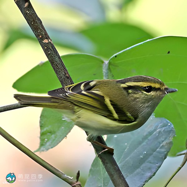 黄腰柳莺-10