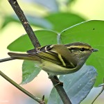 黄腰柳莺-缩略图-10