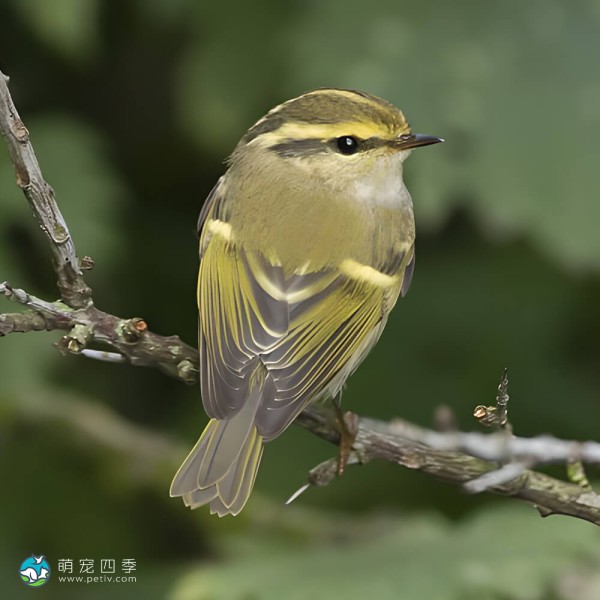 黄腰柳莺-12