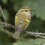 黄腰柳莺-缩略图-12