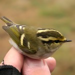 黄腰柳莺-缩略图-13