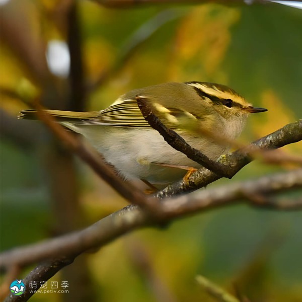 黄腰柳莺-14
