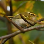 黄腰柳莺-缩略图-14