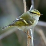 黄腰柳莺-缩略图-15