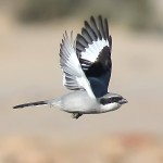 灰伯劳-缩略图-1