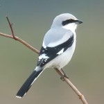 灰伯劳-缩略图-2