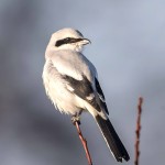 灰伯劳-缩略图-3