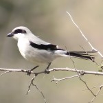 灰伯劳-缩略图-4