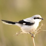 灰伯劳-缩略图-5