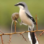 灰伯劳-缩略图-6