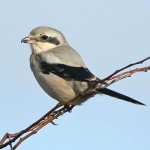 灰伯劳-缩略图-7