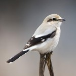 灰伯劳-缩略图-8