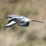 灰伯劳-缩略图-9