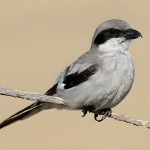 灰伯劳-缩略图-10