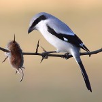 灰伯劳-缩略图-12