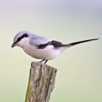 灰伯劳-缩略图-13