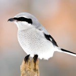 灰伯劳-缩略图-14