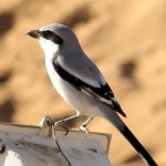 灰伯劳-缩略图-15