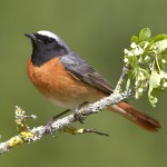 北红尾鸲-缩略图-2